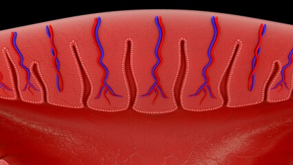 endometrium of female reproductive system 3d illustration