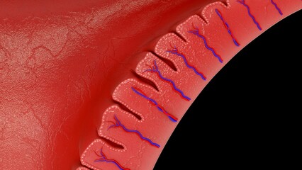endometrium of female reproductive system 3d illustration