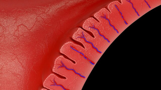 endometrium of female reproductive system 3d illustration