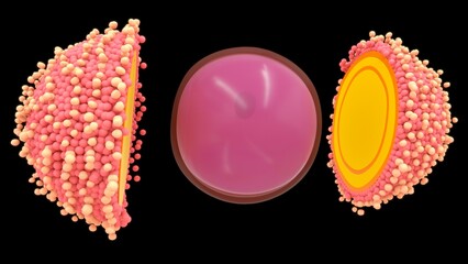 Female reproductive system ovum stages 3d illustration