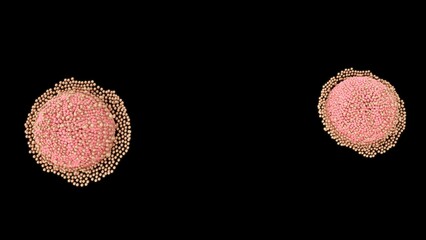 Female reproductive system ovum stages 3d illustration