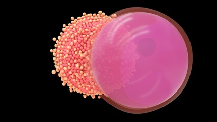 Female reproductive system ovum stages 3d illustration