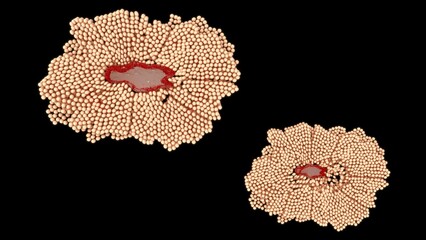 Female reproductive system ovum stages 3d illustration
