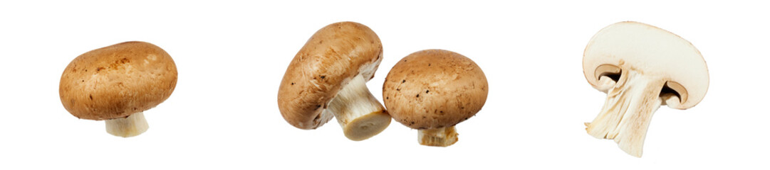 champignon mushroom isolated on white or transparent png