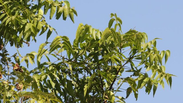 indian ayurveda Medicine plant. blue sky background. Neem tree leaves , close up view , windy day, Azadirachta indica branches of neem tree leaves on the beach exposed to the wind. natural medicine.