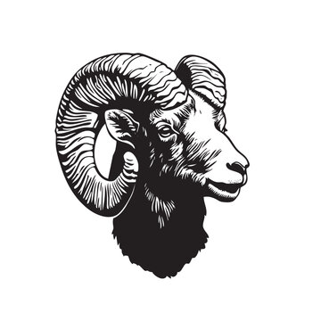 Vector of bighorn ram head with impressive horns, rendered in a classic black and white woodcut style. Perfect for branding, logos, and nature-themed designs. Wildlife Animals.