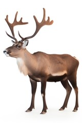 Wildlife animal mammal antler.