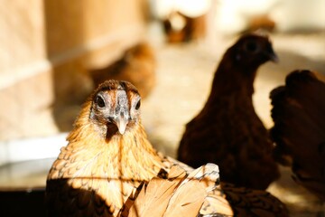A Beautiful Collection of Brown Chickens Roaming in a Sunlit and Cozy Coop Environment
