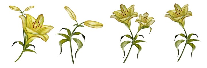 Watercolor set of isolated lilies on a white background showcasing delicate flower details