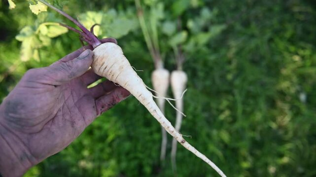 Pastinaca sativa &lsquo;Lange witte holkruin&rsquo; / &lsquo;Hollow crown&rsquo; parsnip.  Washed. October harvest. The Netherlands.