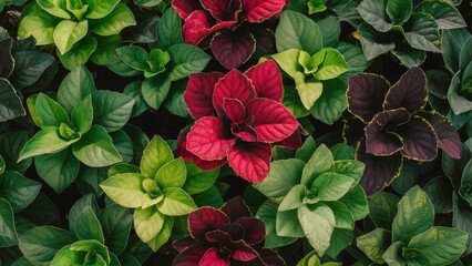 Vibrant foliage of Coleus plants featuring shades of green, pink, purple, and black with leaves arranged in a dense, lush pattern.