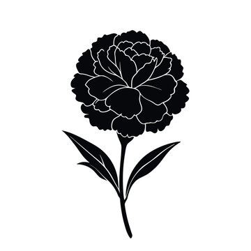 recommend clip art: Carnation flower silhouette. Simple elegant silhouette of Carnation flower. Carnation flower art vector illustration isolated on white background