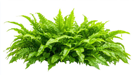 Vibrant lush green fern plant isolated on a white background, perfect for botanical designs and nature themes