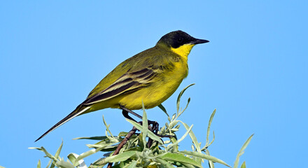 Black-headed wagtail // Maskenschafstelze (Motacilla flava feldegg) - Danube Delta, Romania
