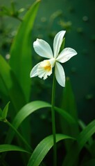 Obraz premium Green leafy foliage surrounds delicate white blooming orchid, garden, botanical, bloom