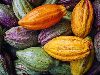 Ripe yellow cacao pods or cocoa fruit and raw cacao fruit