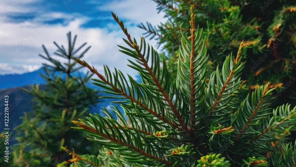 Poster lush green fir tree needles prominently displayed in the foreground with a soft blue sky and distant