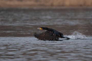 Fototapeta premium A cormorant flying low over the water.