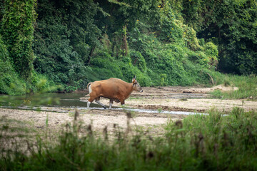 Banteng forage in the forests of Thailand.	