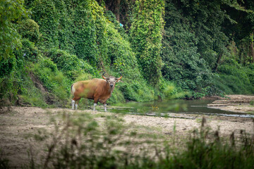 Banteng forage in the forests of Thailand.	