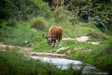 Banteng forage in the forests of Thailand.	
