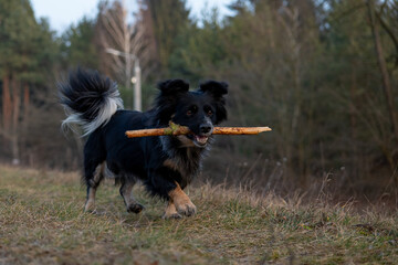 A black mixed-breed dog runs with a stick in its mouth.