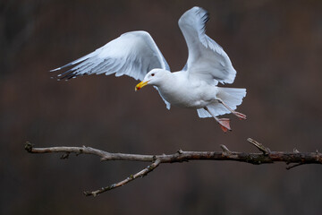 seagull in flight