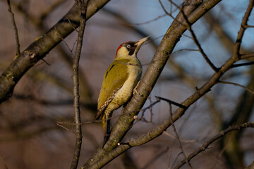 green woodpecker