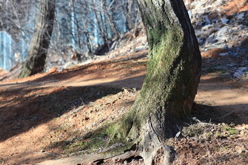 Tree Covered with Moss Along the Mountain Trail