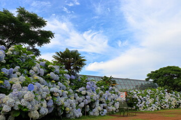 Obraz premium Hydrangeas in Full Bloom Under the Blue Sky