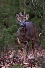 roebuck, deer in the forest