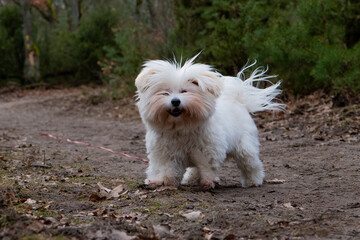 Coton de Tulear  dog in the forest