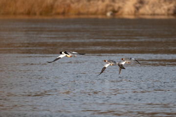 Mergansers in flight over water.