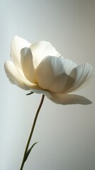 A Delicate White Blossom in Radiant Light