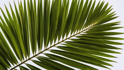 Fototapeta premium Lush green palm tree leaves arranged diagonally on a white background showcasing vibrant hues and intricate details for a natural feel.