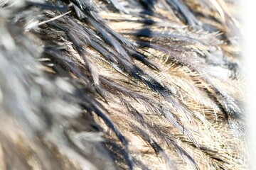 Close-up photograph of the structure of an ostrich feather in daylight