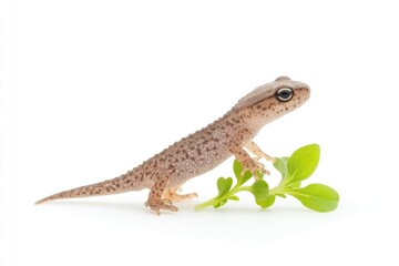 Naklejka premium A small gecko perched on a green sprig, showcasing its delicate features against a clean white background