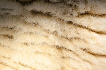 A stunning closeup photograph showcasing the soft texture of fur featuring delicate stripes