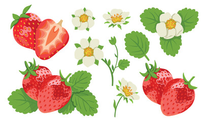 Strawberries Set with Berry Branches, Flowers, Leaves Isolated on White Background 