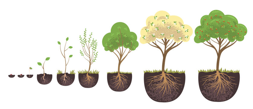Plant tree stages. Trees life cycle infographic, fruit plant growth from germination seed flowers to apples harvest, sapling grow change root in soil classy vector illustration