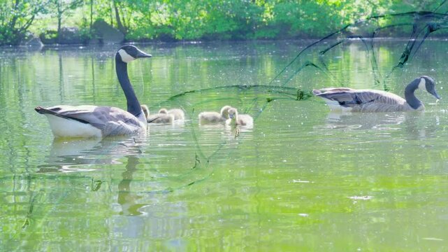 DNA spiral in front goslings goose, DNA analysis evolutionary relationships between different species birds and geese, allowing scientists to create accurate phylogenetic trees