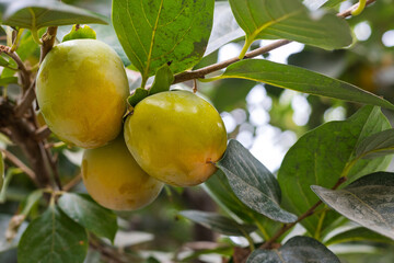 Three unripe persimmon fruits ripening among lush green foliage on a branch tree. Selective focus