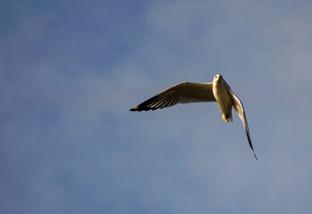 the seagull flying in the nature with dramatic tone