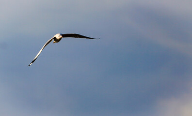 the seagull flying in the nature with dramatic tone
