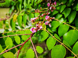 Star fruit flower Averrhoa carambola