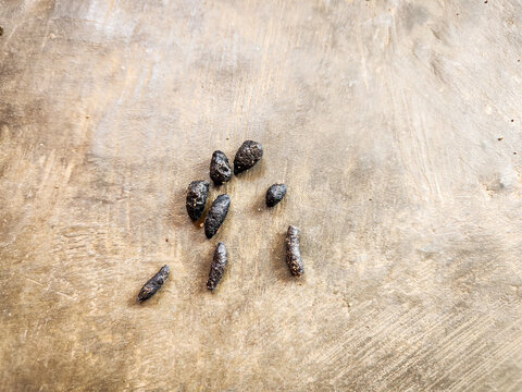 Rat droppings on the ground, unhygienic droppings.