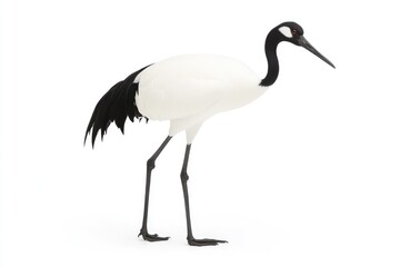 Obraz premium Elegant crane standing gracefully against a white background, showcasing its striking features and posture