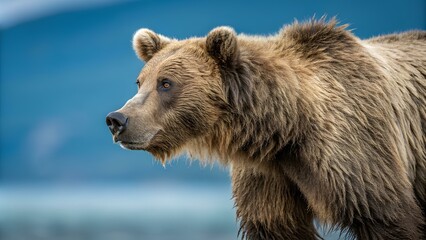 Fototapeta premium Brown bear close-up, wild animal in nature in natural habitat. Portrait of a bear on a blue background