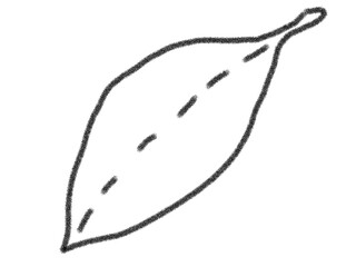 drawing of a leaf