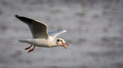the seagull flying in the nature with dramatic tone